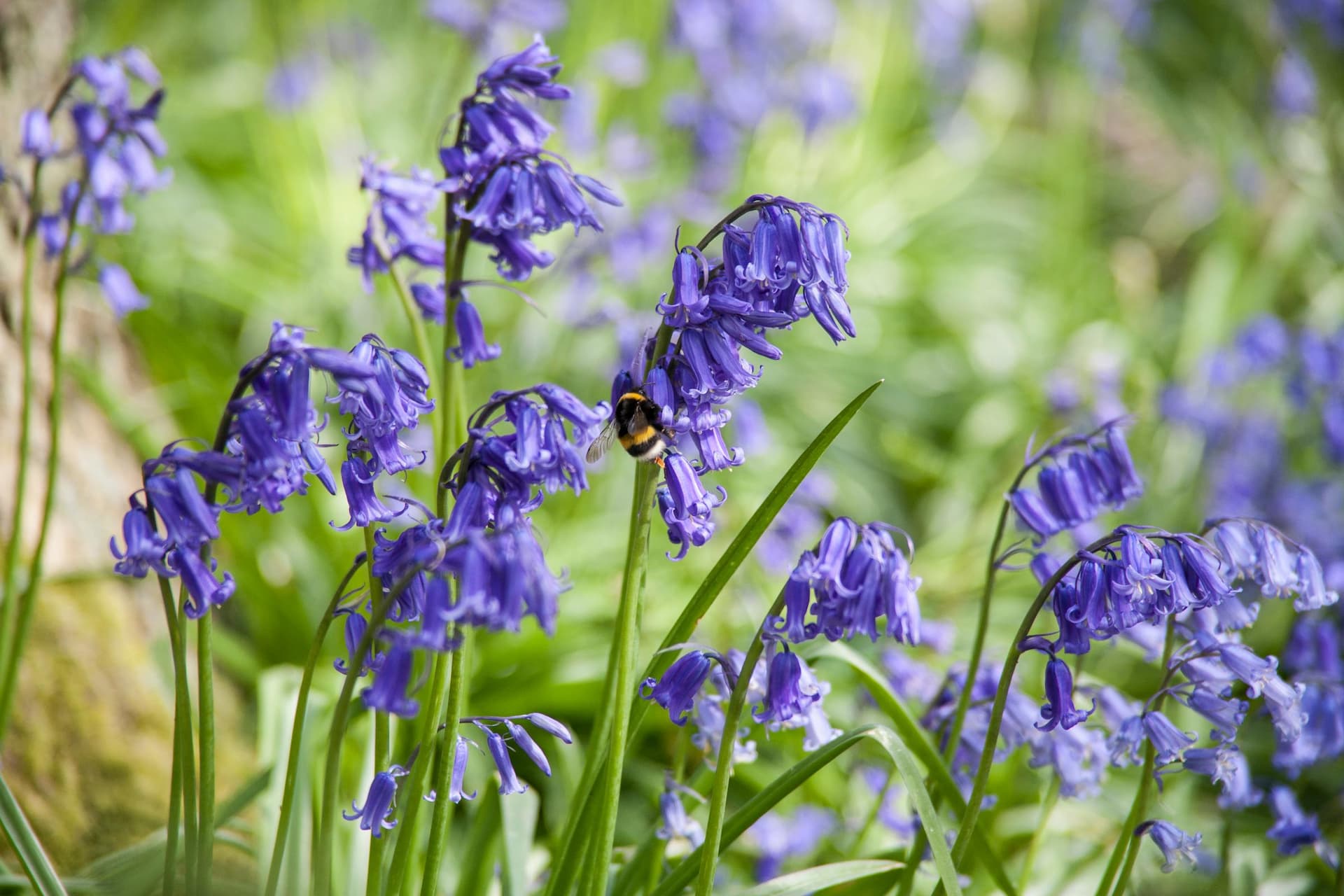 Bluebell with bee. English bluebells are woodland flowers which fill natural woodlands in the UK with spectacular carpets of blue flowers.; Shutterstock ID 1056226487; purchase_order: Nicki Marsh