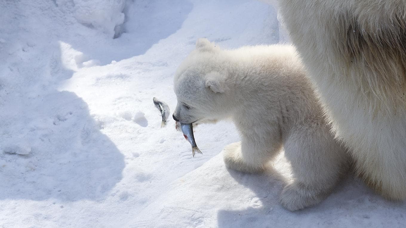A polar bear mom teaches the baby how to fish. Polar bear cub eats fresh fish.; Shutterstock ID 1527348788; purchase_order: Nathalie Parry PFAS