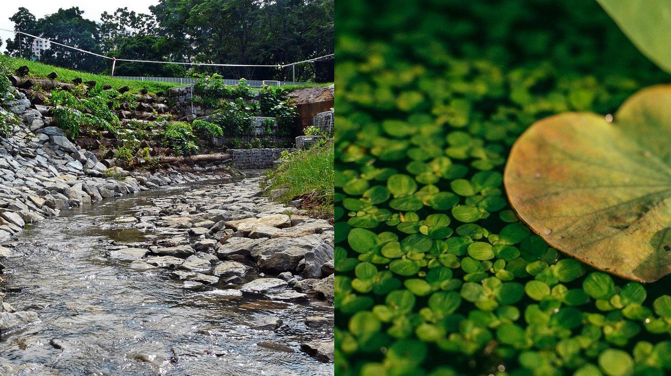 Spliced image of water lilies and a stream 