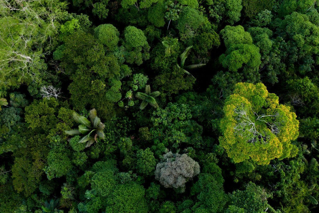 Aerial top view of tropical forest canopy