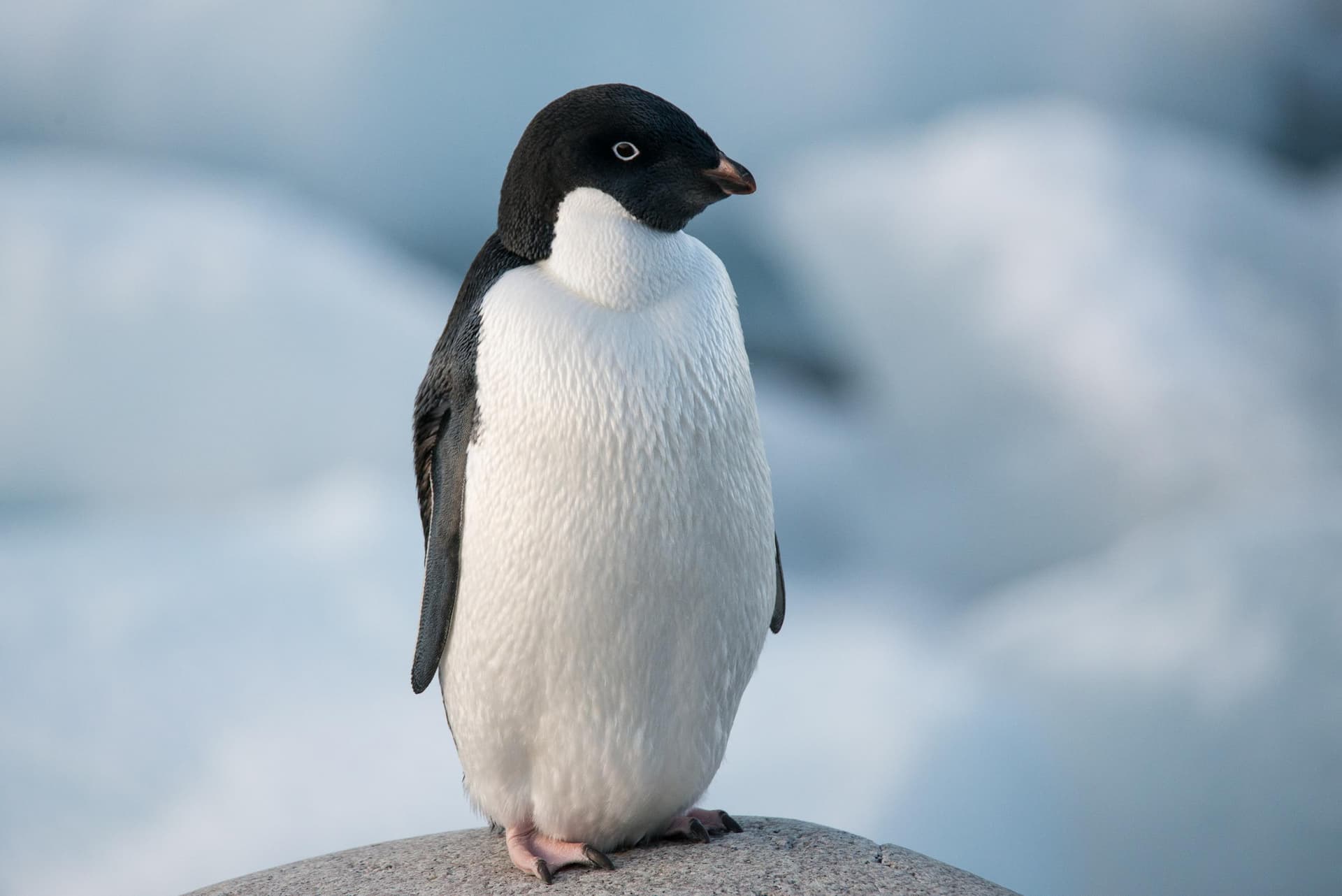 Penguin at Rotherabase, Antartica
