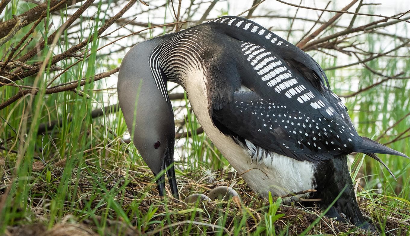 Black-throated Diver sitting on a nest; Shutterstock ID 1099838564; purchase_order: Nathalie Parry